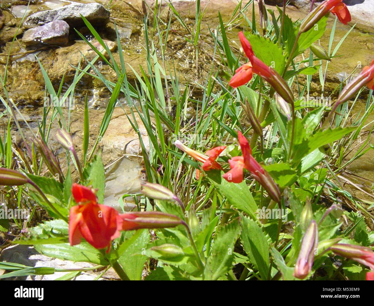 Scarlet Monkeyflower - Mimulus cardinalis Douglpg. Stock Photo