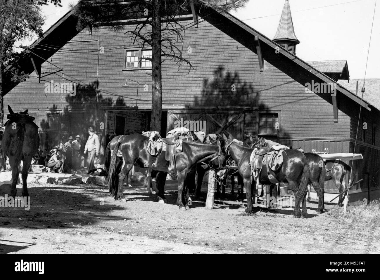 Grand Canyon National Park Livery Stable (1944)  . MULE PACK TRAIN READY TO START RESCUE OF ARMY FLIERS WHO HAD PARACHUTED INTO THE CANYON. FRED HARVEY LIVERY BARN. 27 JUNE 1944. NPS, BRYANT.  The Livery Stable was built in 1906 along with the Mule Barn and the Blacksmith/Saddle Shop to serve the El Tovar Hotel. Collectively known as El Tovar Stables, these three buildings were designed by staff of the Fred Harvey Company in the Craftsman style.   The Livery Stable was built to house carriages and horses used to give visitors tours of the South Rim. These tours were eventually discontinued fol Stock Photo