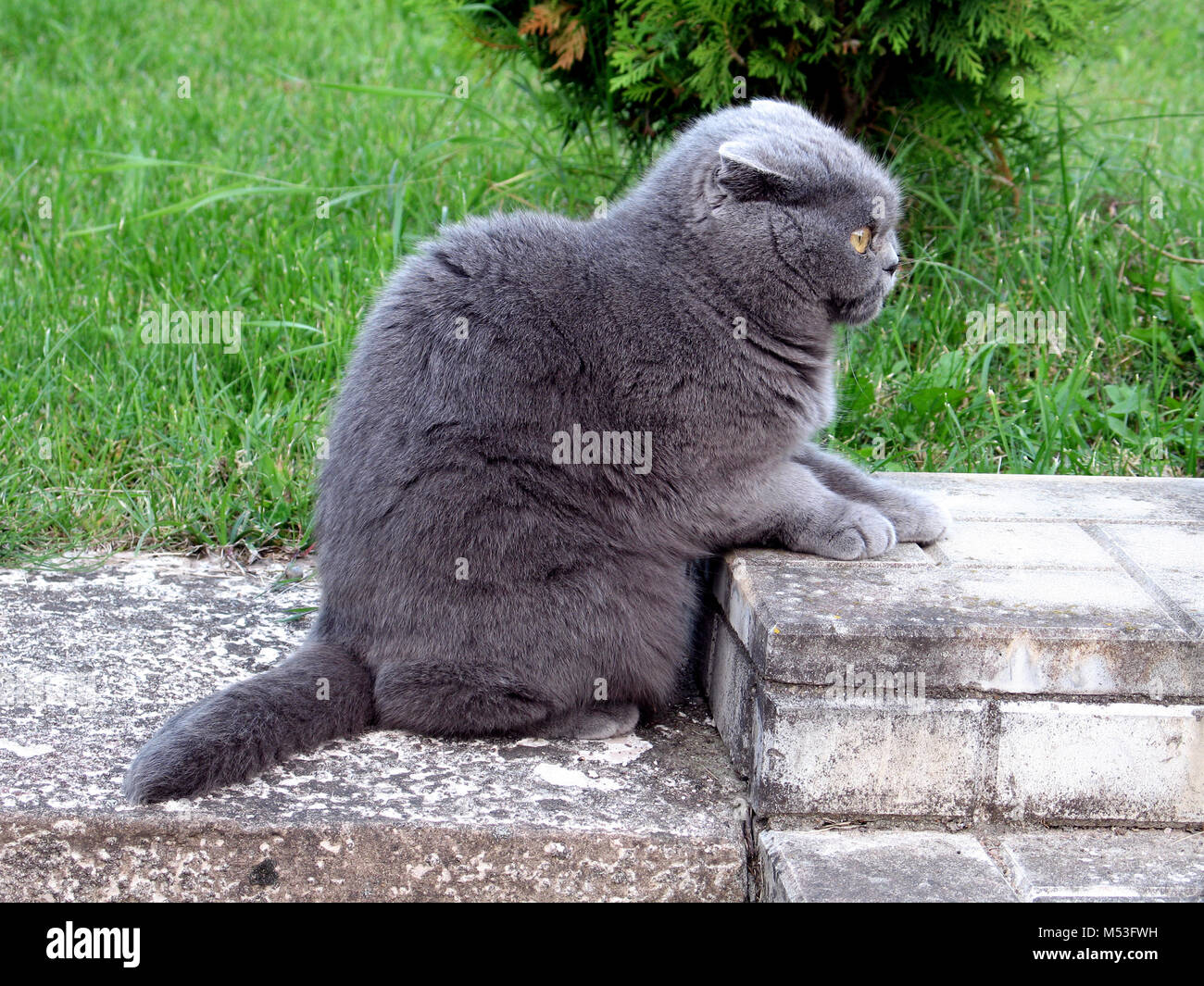 Smoky color Scottish fold cat resting on the stairs in the garden and looking into the distance Stock Photo