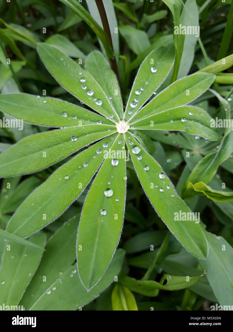 Living lupine leaf with rain drops, morning dew, may be used as background Stock Photo