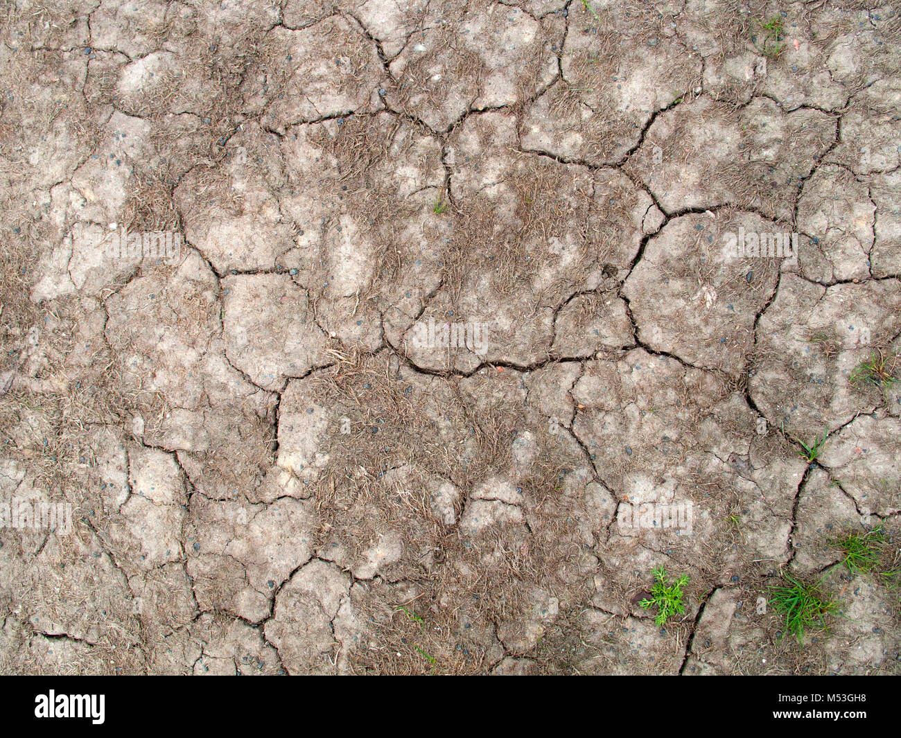 Cracked soil with small bushes of living grass, may be used as background Stock Photo