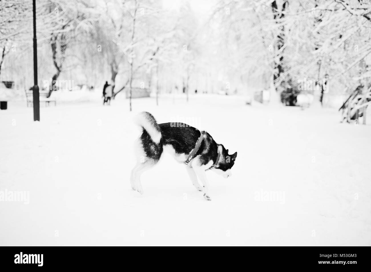 Husky dog on a leash walking at park on winter day. Stock Photo