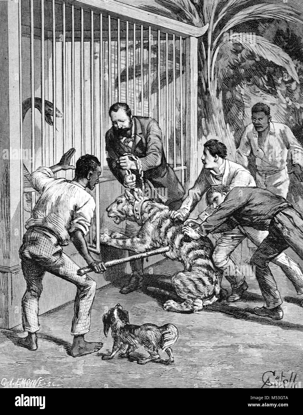 Animal caged in zoo High Resolution Stock Photography and Images Alamy