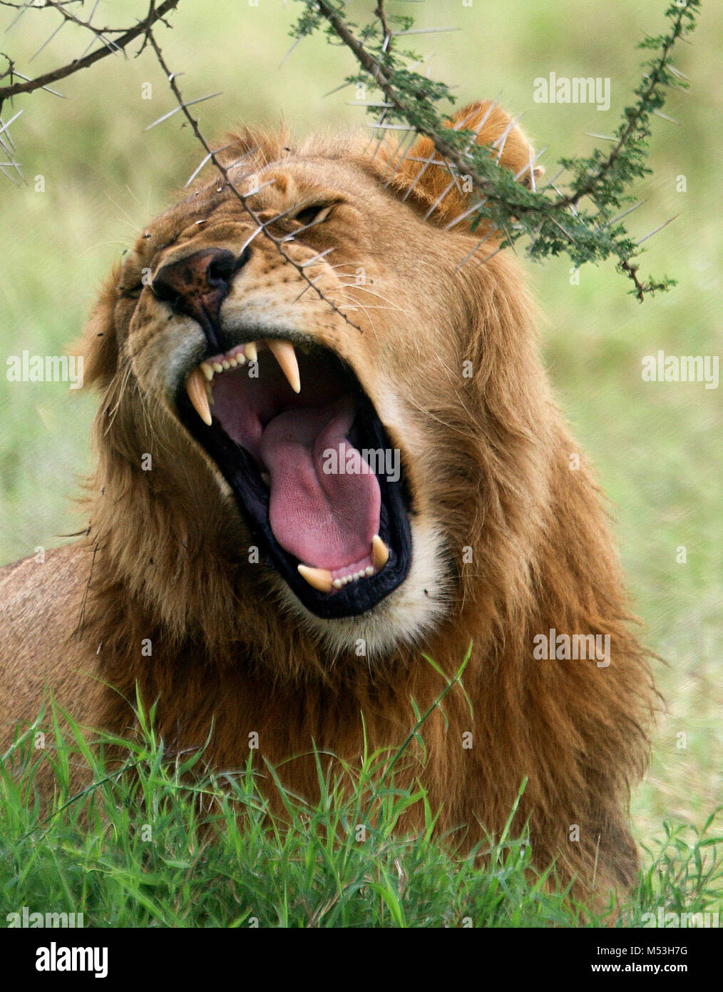 Roaring lion hi-res stock photography and images - Alamy