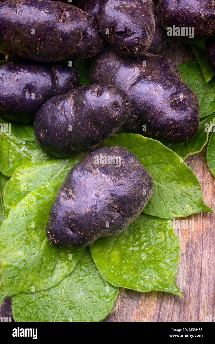 Violet potato hires stock photography and images Alamy