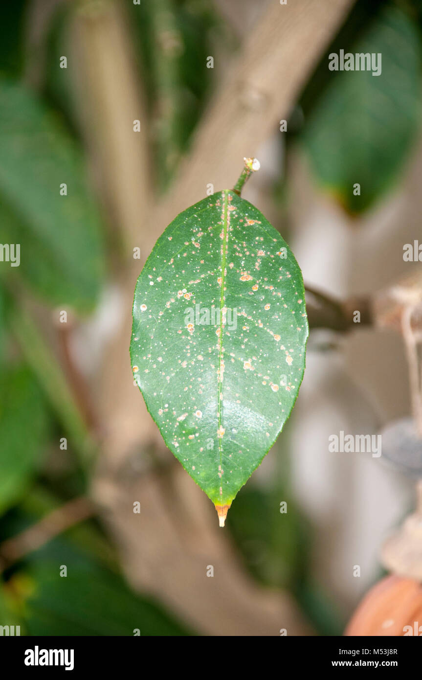 Close up of a citrus tree leaf with the rust like spots caused by scale insects of the Coccidae family Stock Photo