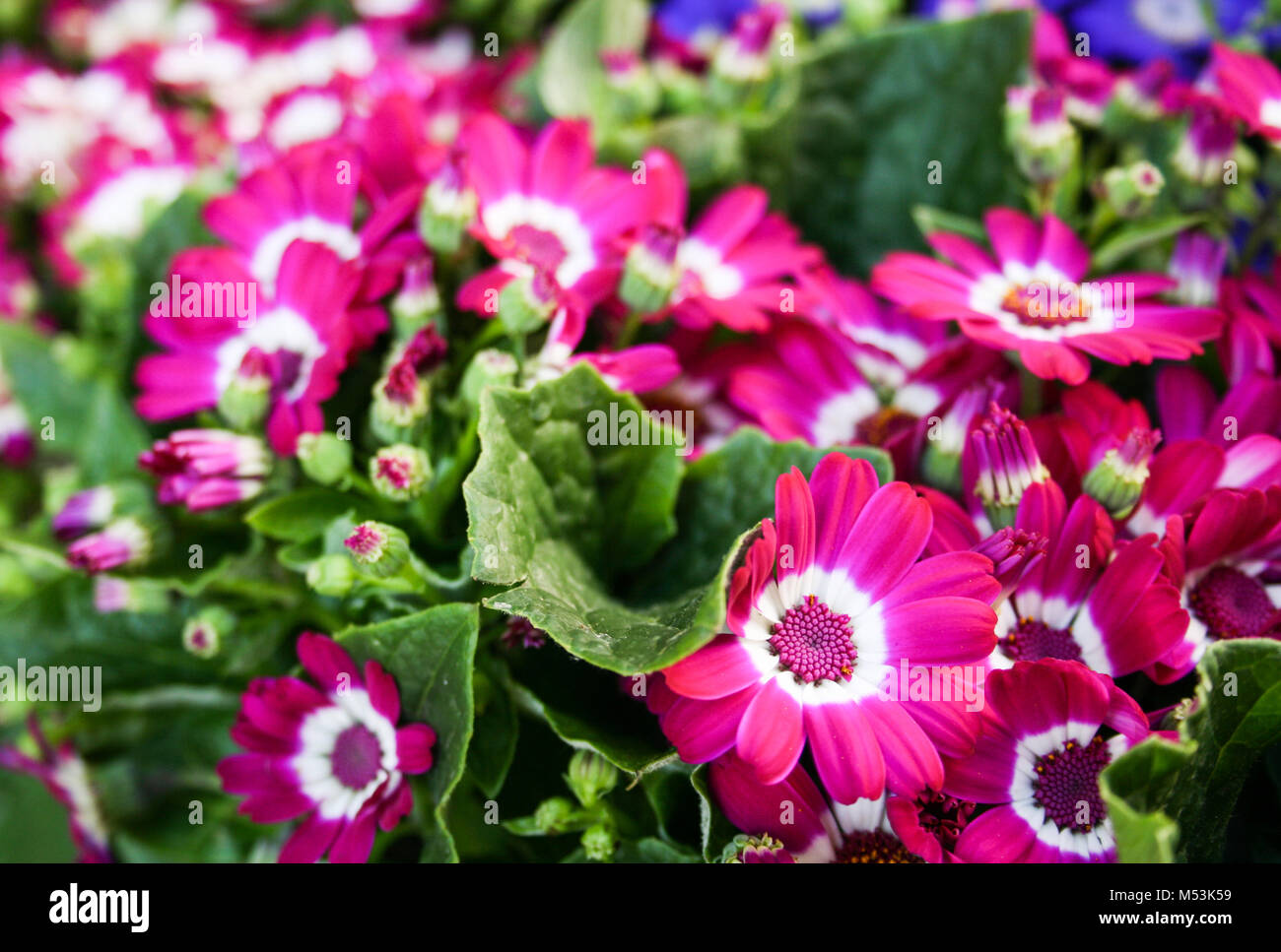 Pink and blue cineraria flower in a garden Stock Photo Alamy