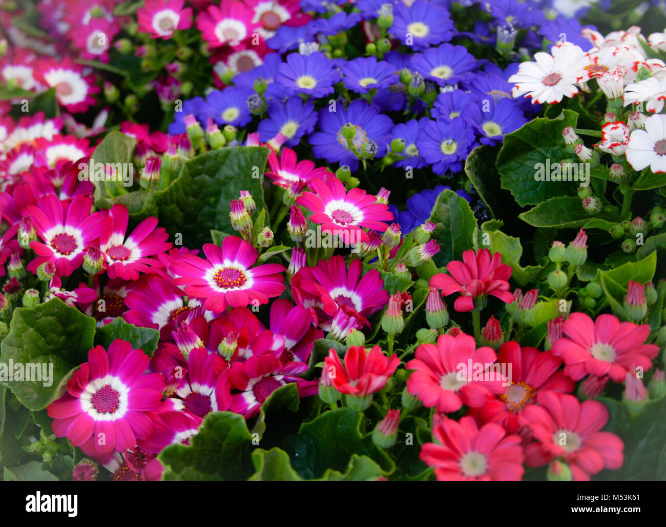 Pink and blue cineraria flower in a garden Stock Photo Alamy