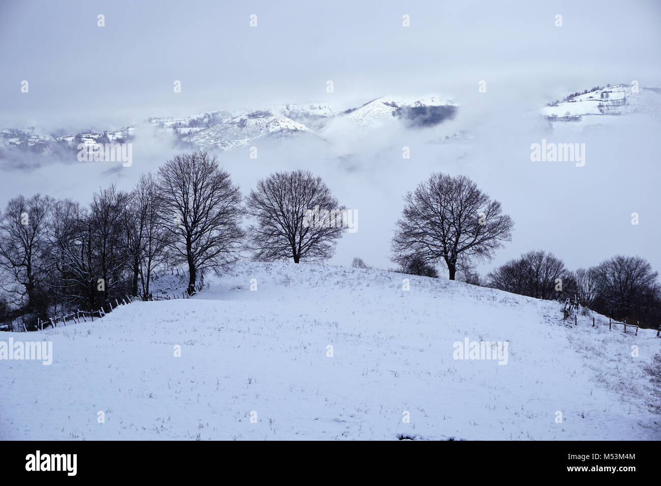 Winter forest landscape with snow Stock Photo - Alamy