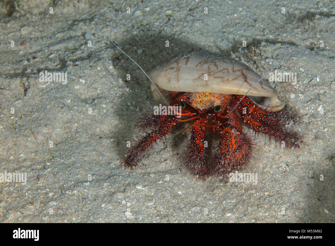 White-spotted hermit crab (Dardanus megistos) near Panglao Island, Philippines Stock Photo