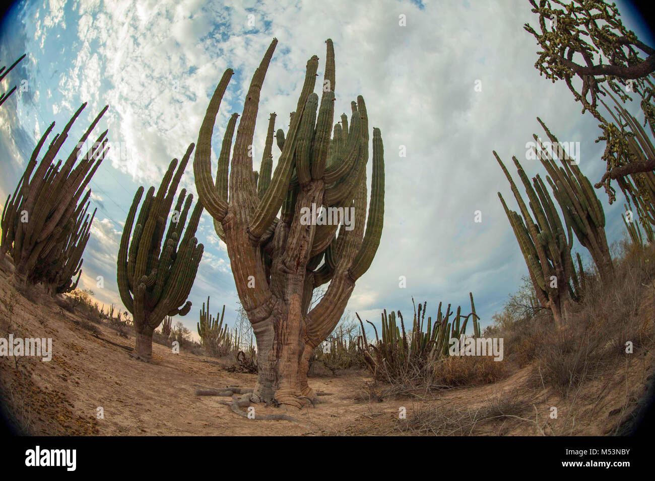 Sonoran Desert which is characterized by high Catus just a few meters of sea water in the Mexican Pacific Osea  Photo:LuisGutierrez. Stock Photo