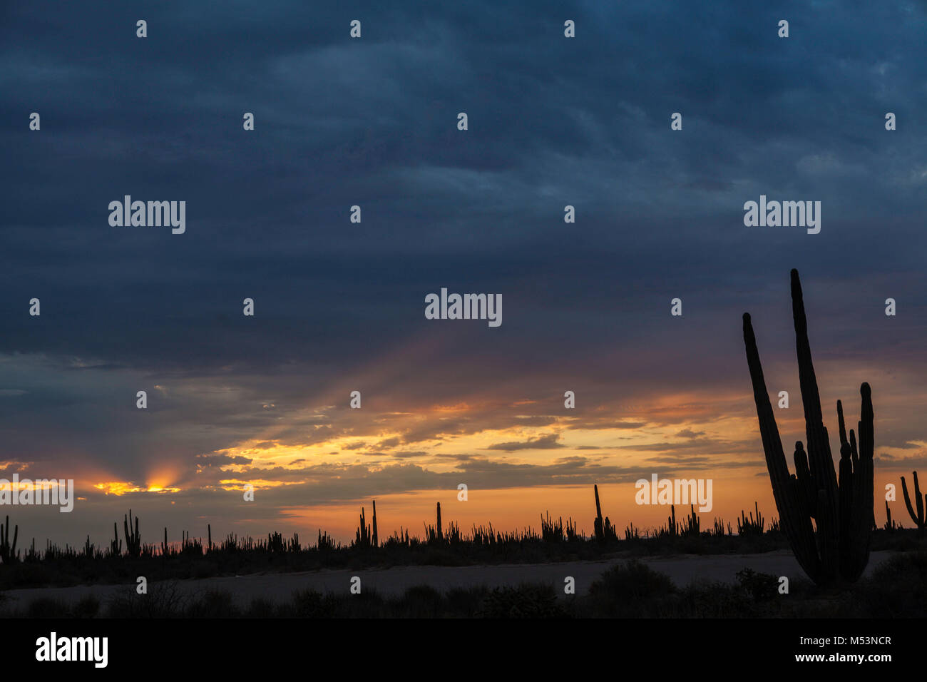Ecosystem sonora sonoran desert hi-res stock photography and images - Alamy