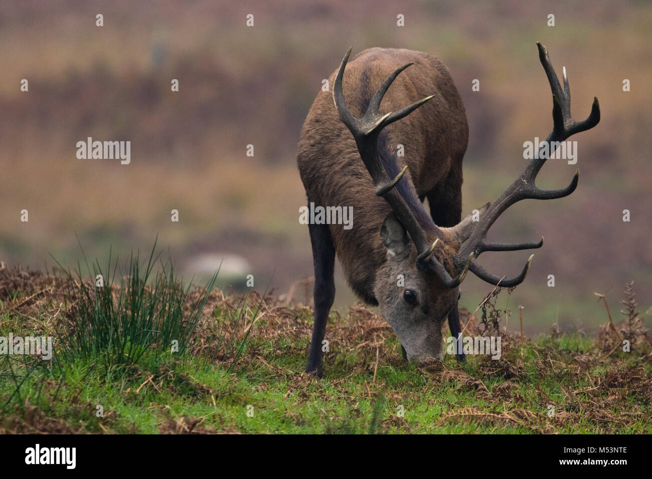 Red deer stag grazing on grass Stock Photo