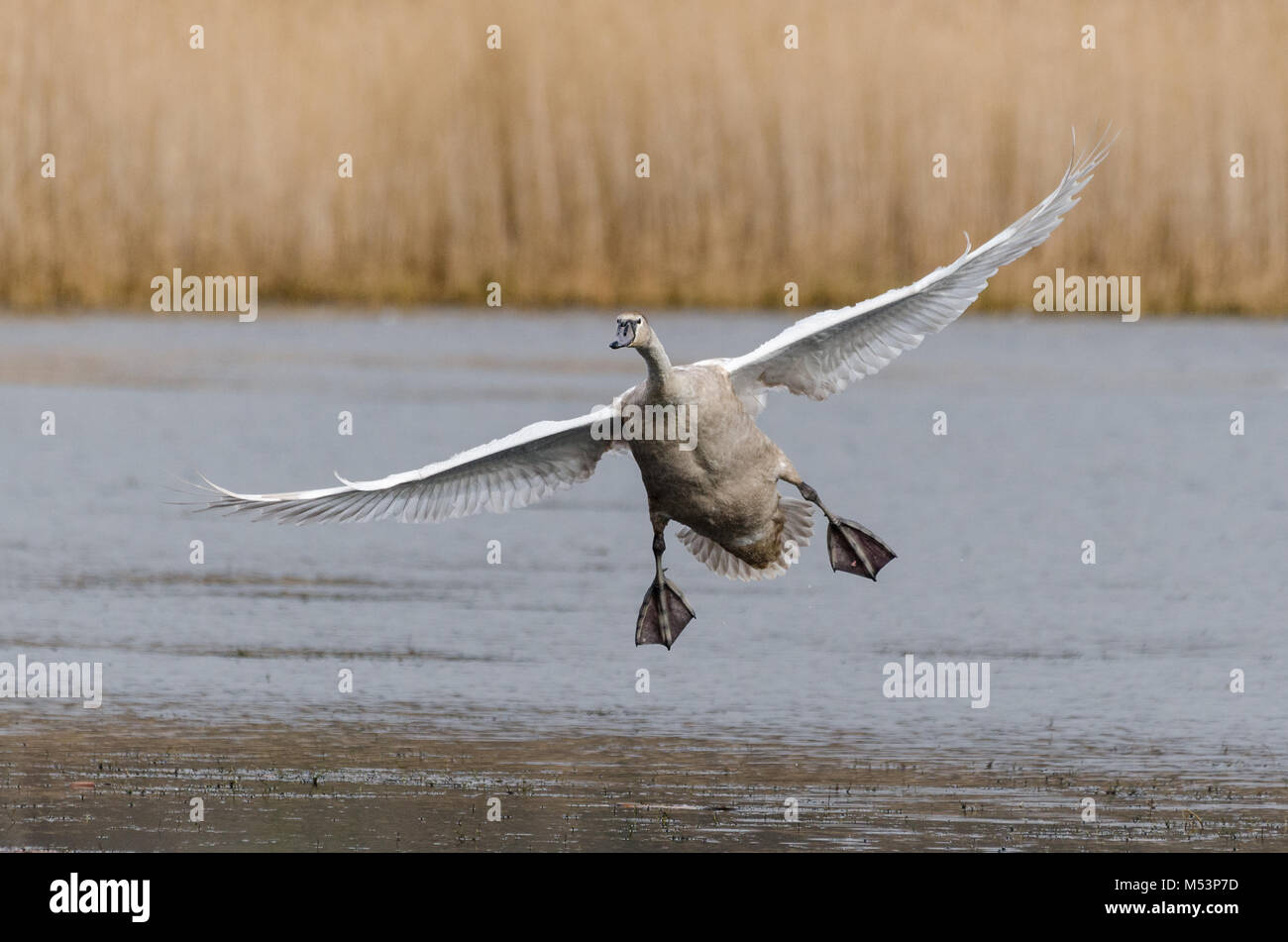 western palearctic Stock Photo