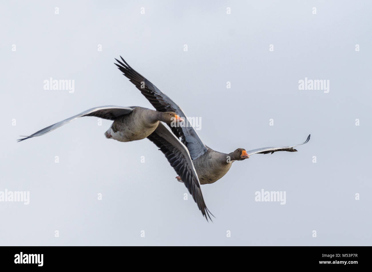 western palearctic Stock Photo