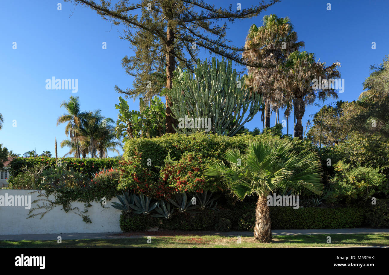 A view of common plants located along a street in Santa Barbara