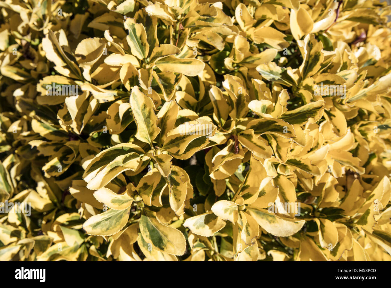 Detail shot of leaves of a small dwarf pittosporum plant lit by the sun Stock Photo