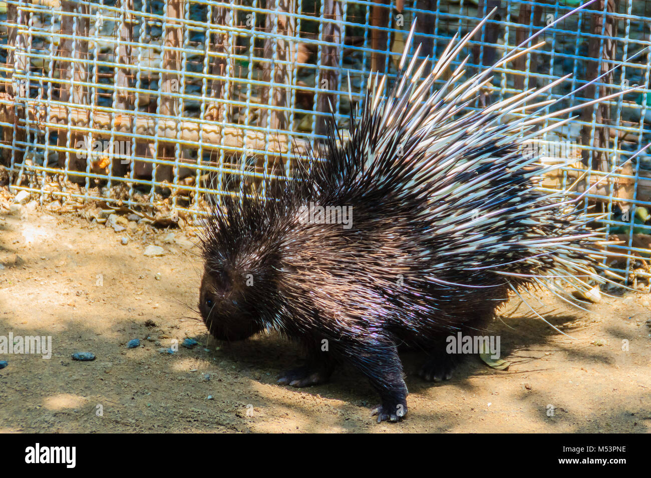 Cute Malayan porcupine, Himalayan porcupine, Large porcupine (Hystrix brachyur), a species of rodent in the family Hystricidae. Three subspecies are e Stock Photo - Alamy Cute Malayan porcupine, Himalayan porcupine, Large porcupine (Hystrix brachyur), a species of rodent in the family Hystricidae. Three subspecies are e Stock Photo - Alamy