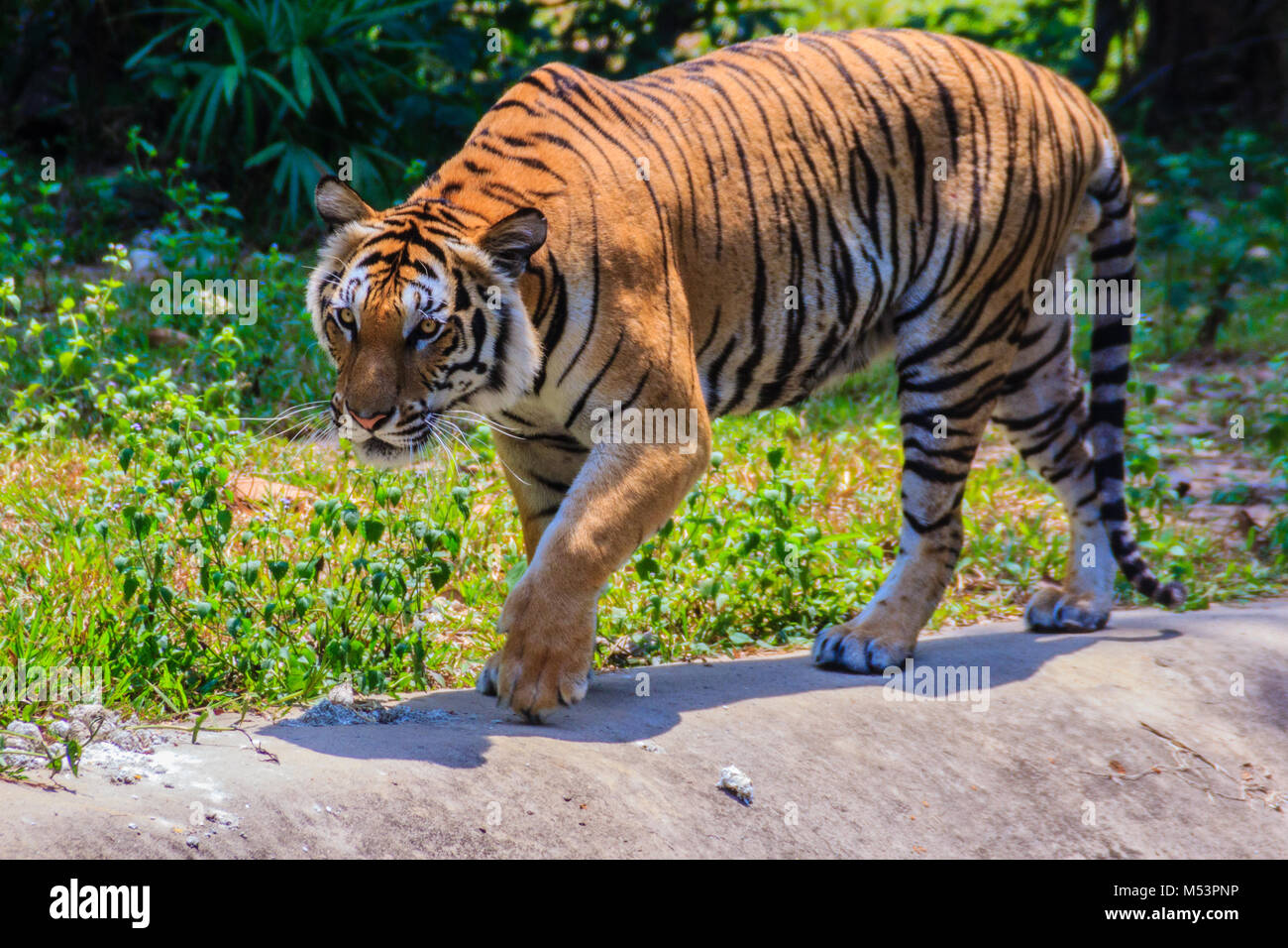 Full Indochinese Tiger Information