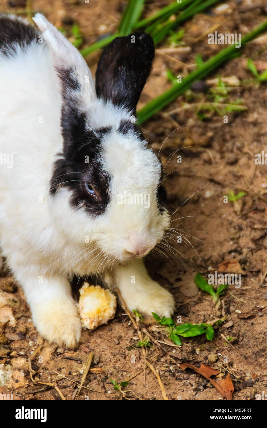 Cute black and white rabbit in the forest park Stock Photo - Alamy