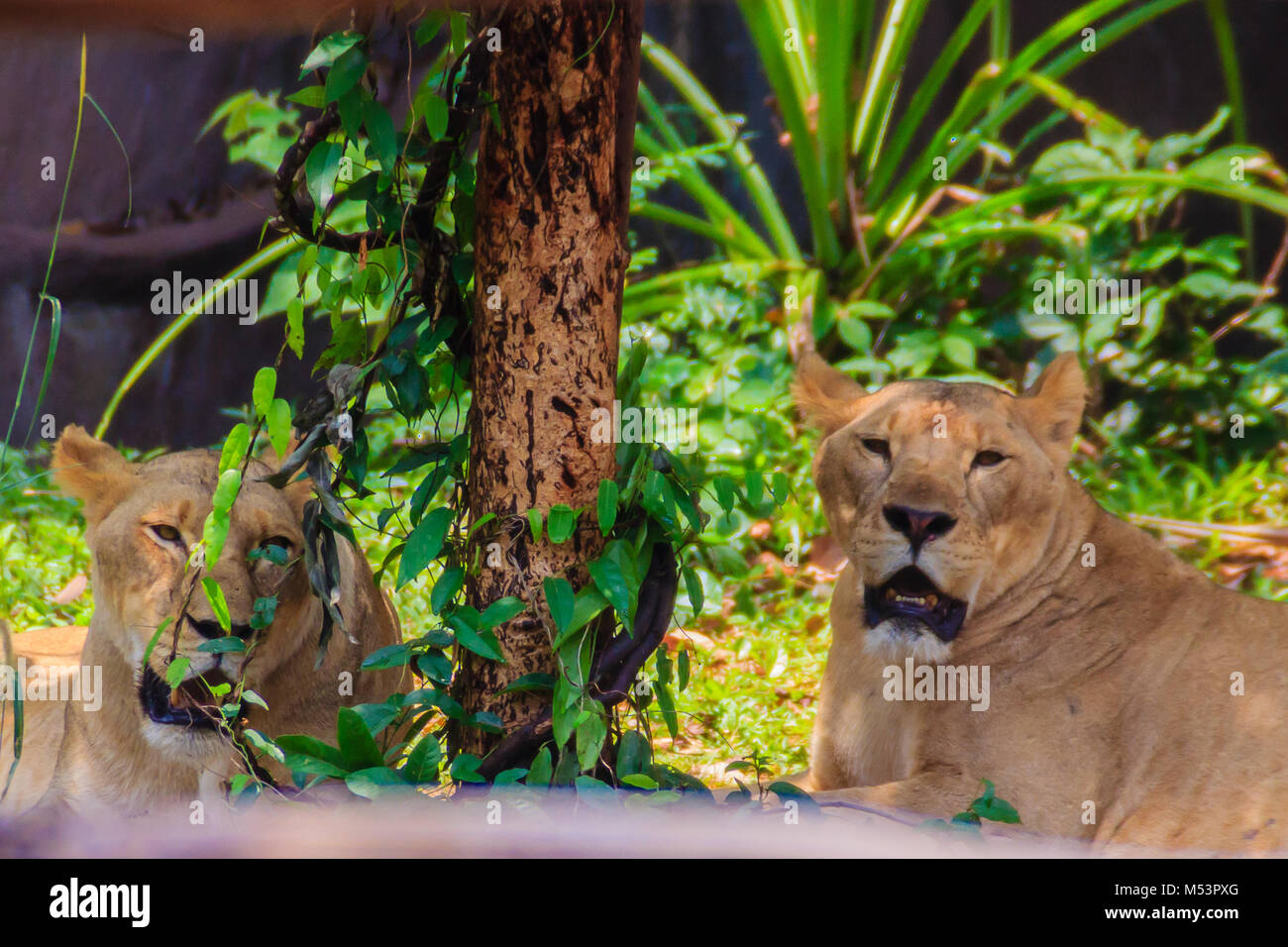 Cute couple white lion, a rare color mutation of the lion. White lions ...