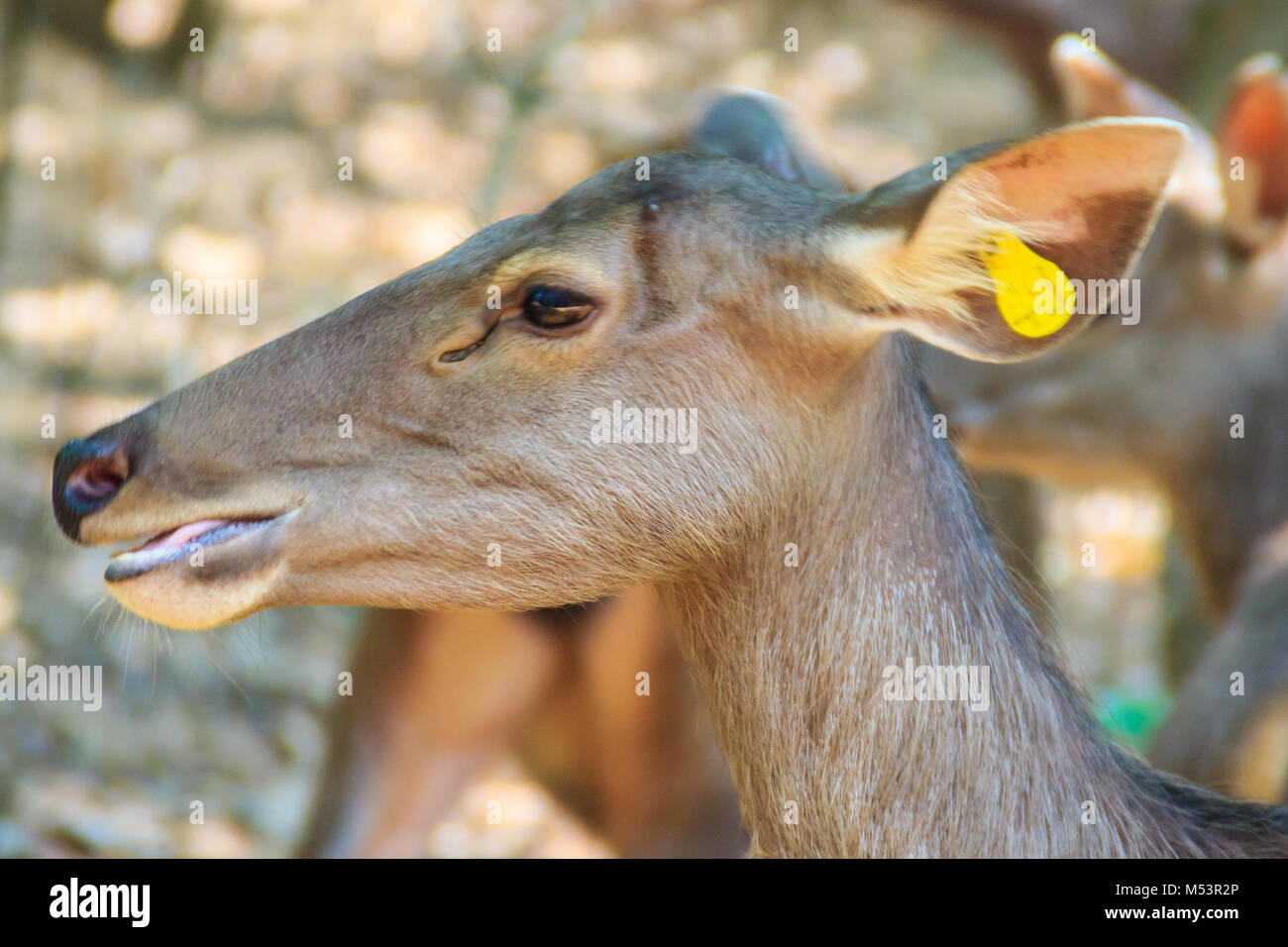 Cute Cervus eldi, or Siamese Eld's deer (Panolia eldii) also known as the thamin or brow-antlered deer, is an endangered species of deer indigenous to Stock Photo