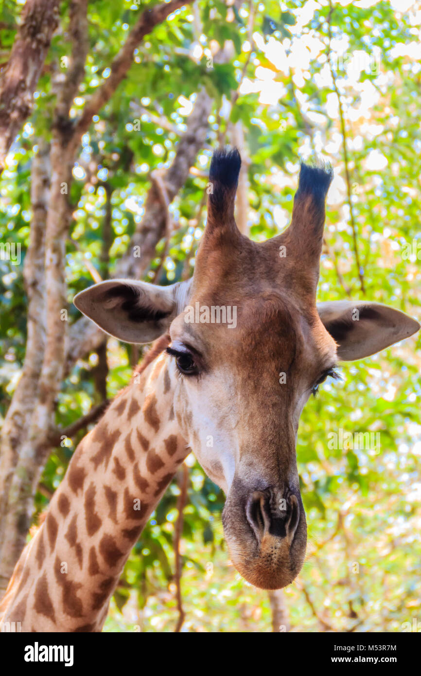 Close up Giraffe head (Giraffa camelopardis rothschildi). The giraffe (Giraffa) is a genus of African even-toed ungulate mammals, the tallest living t Stock Photo