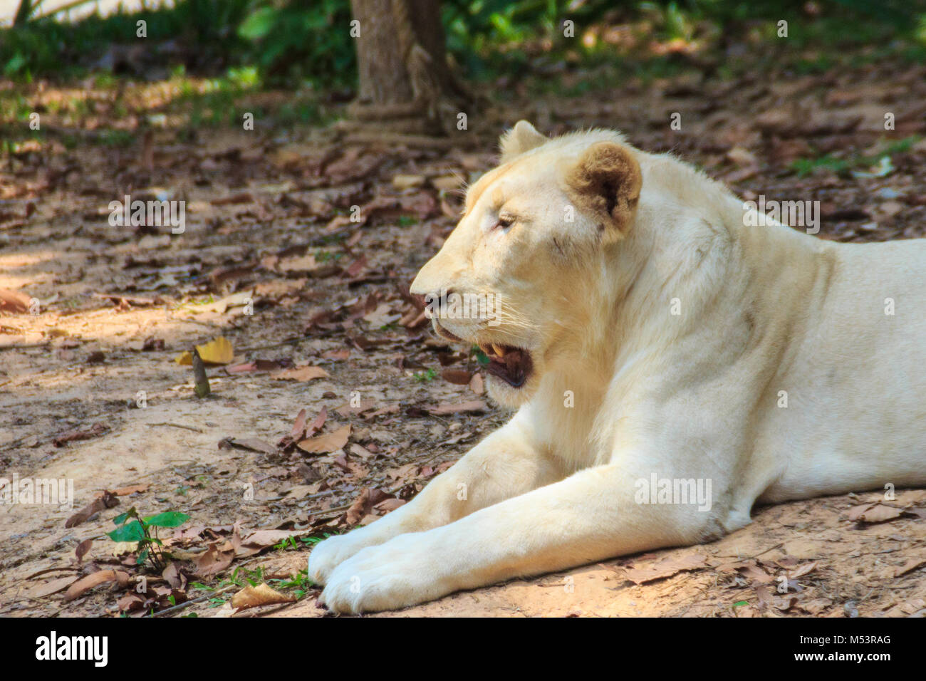 The white lion is a rare color mutation of the lion. White lions in the ...