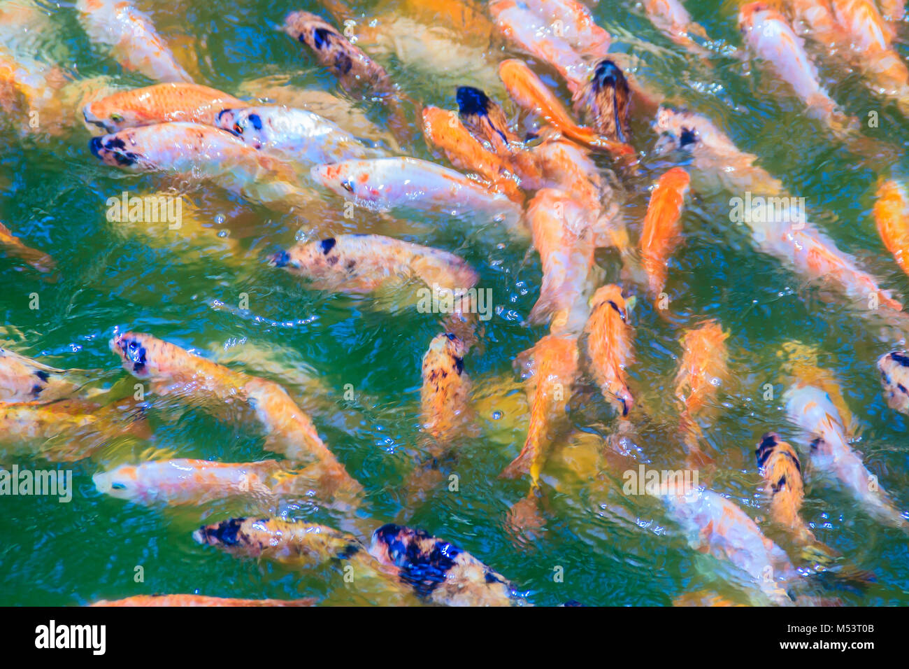 Colorful school of red/orange perch (red tilapia) fish in the fresh