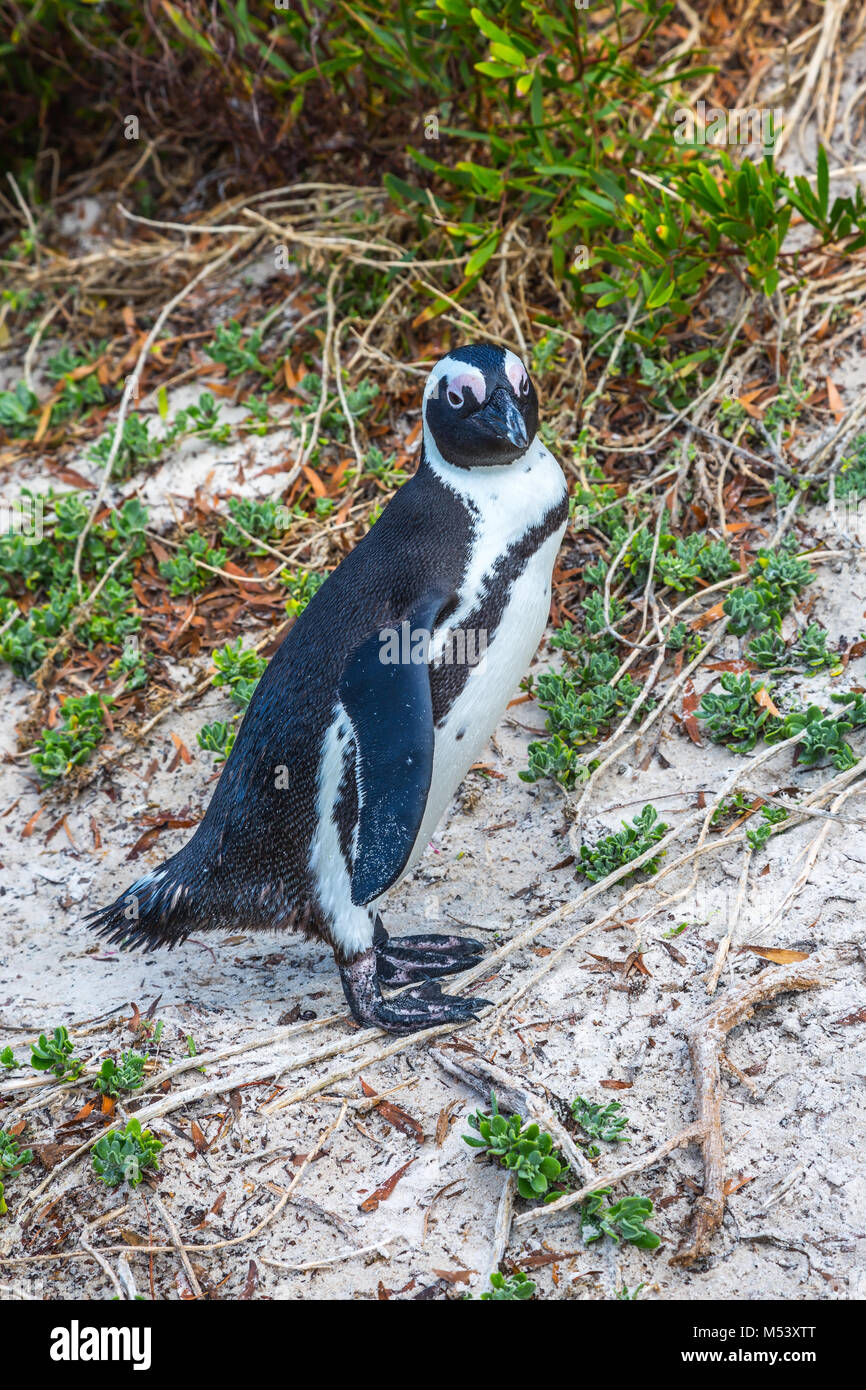 Pleasant penguin Stock Photo