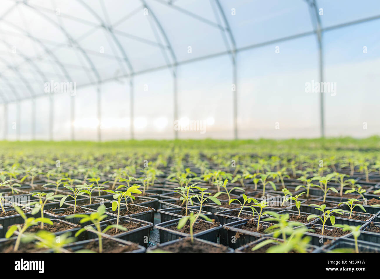 Young plants growing in a greenhouse Stock Photo - Alamy