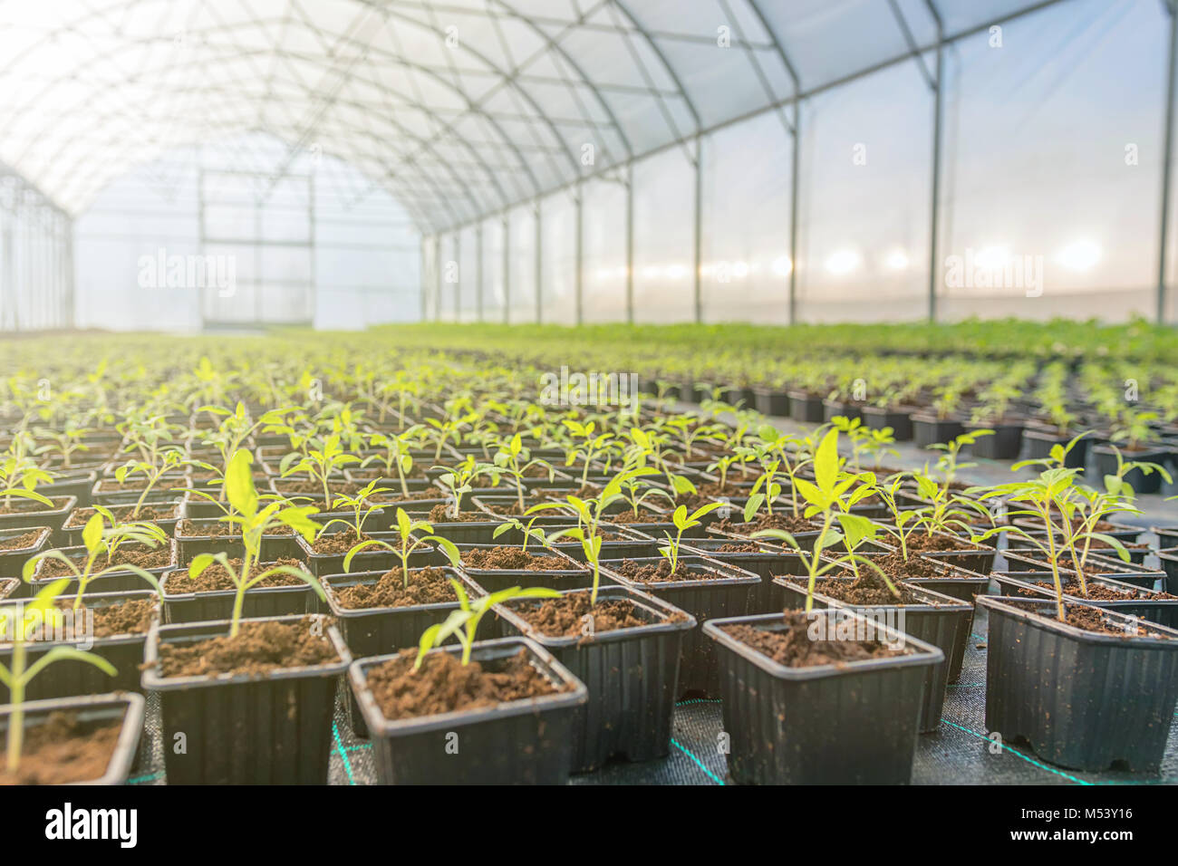 Young plants growing in a greenhouse Stock Photo - Alamy