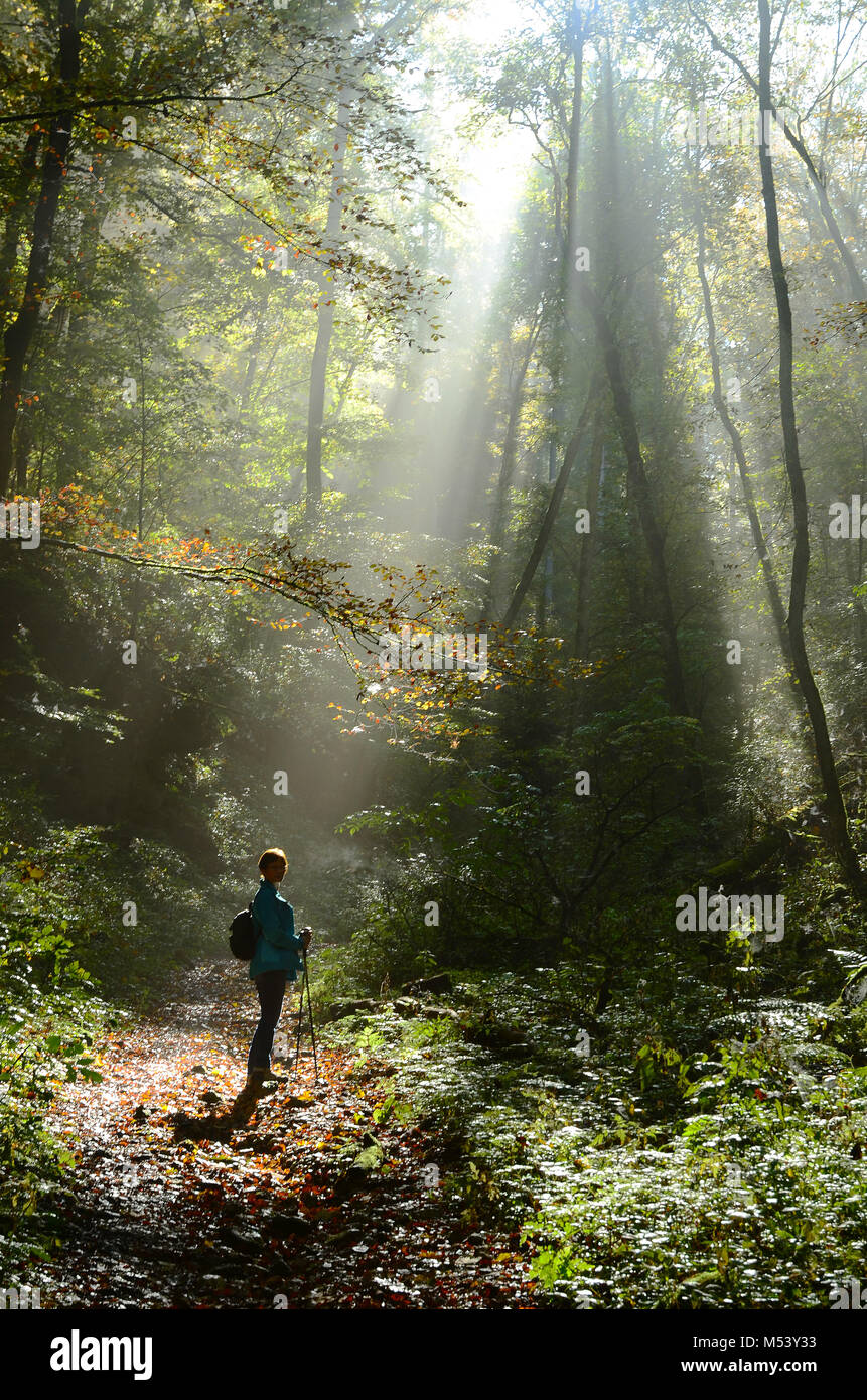 forest clearing; Light mood; Stock Photo