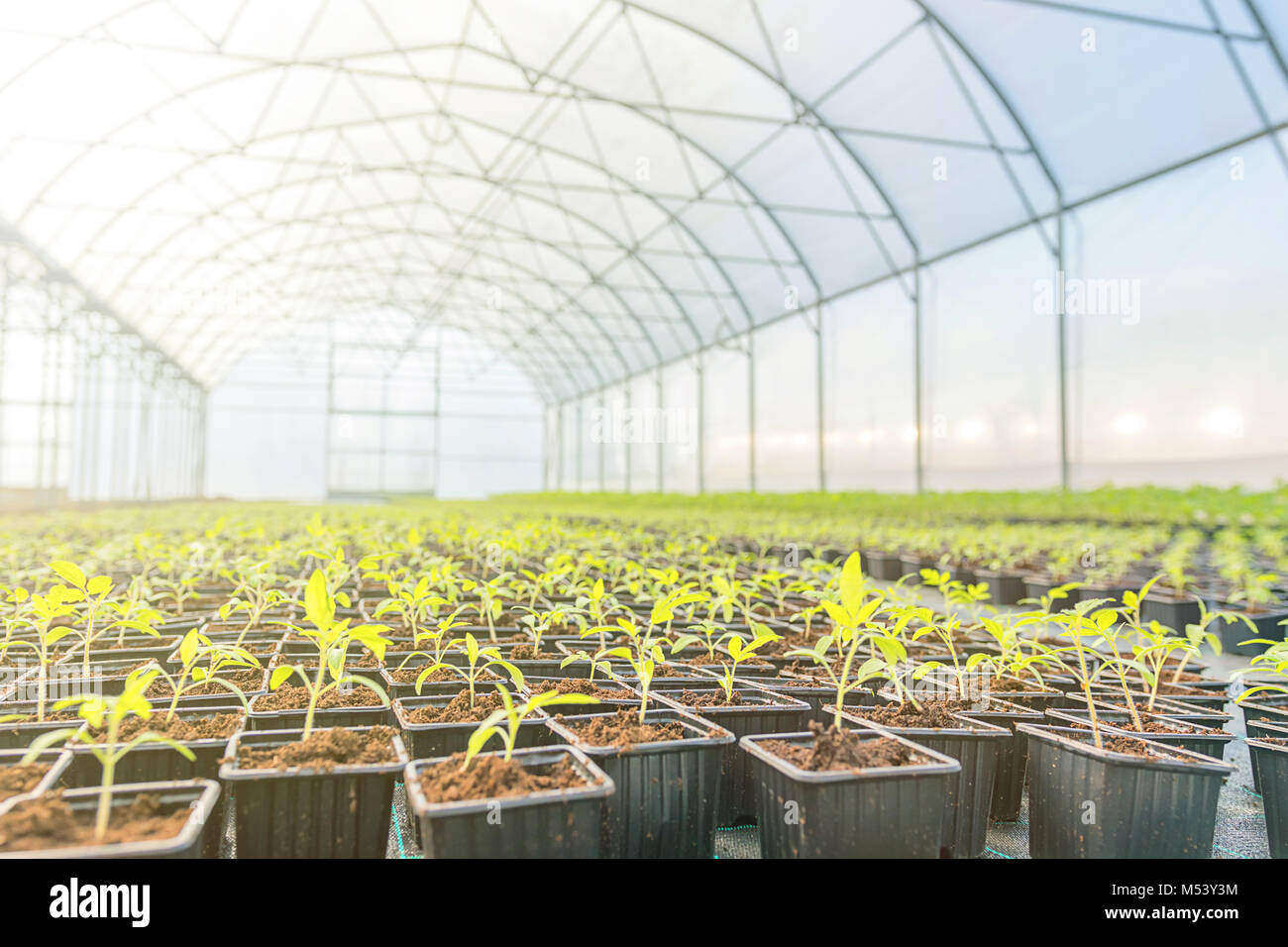 Young plants growing in a greenhouse Stock Photo - Alamy