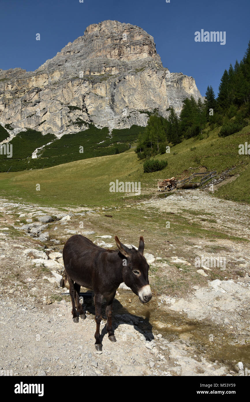 donkey and cows; Dolomite Alps; South Tyrol; Italy; Stock Photo