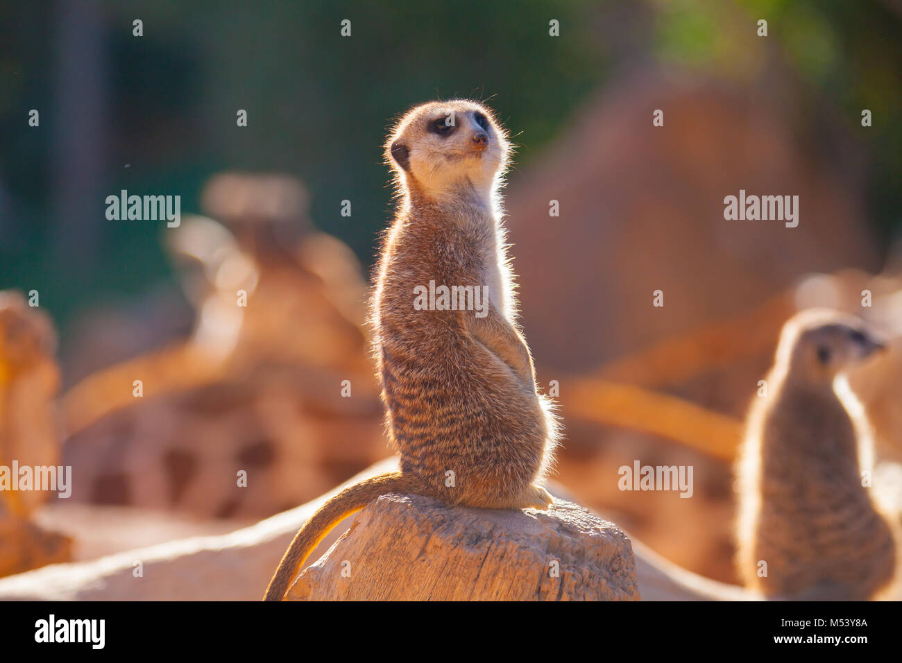 meerkats at sunset Stock Photo