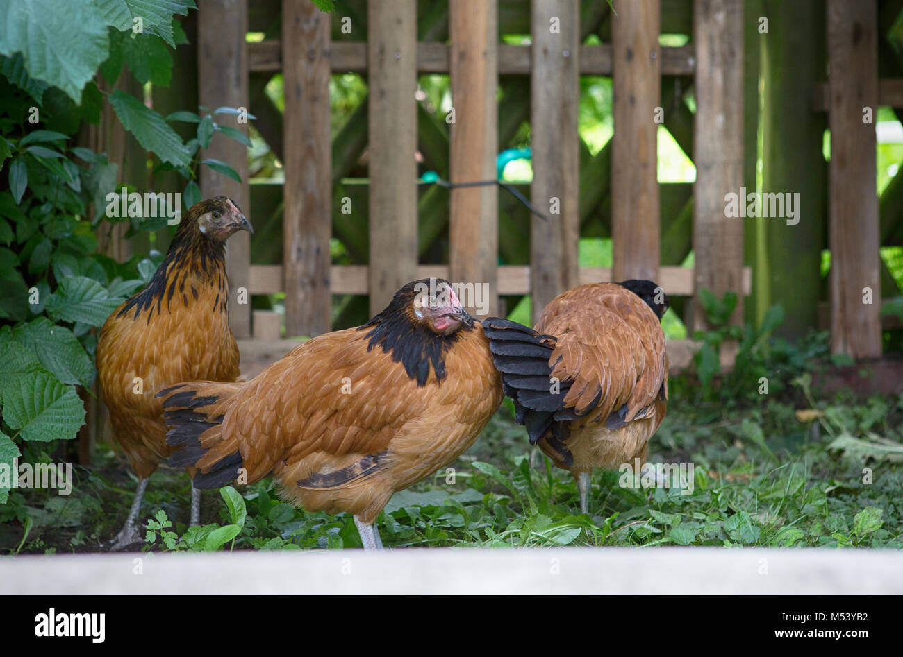 chicken Stock Photo