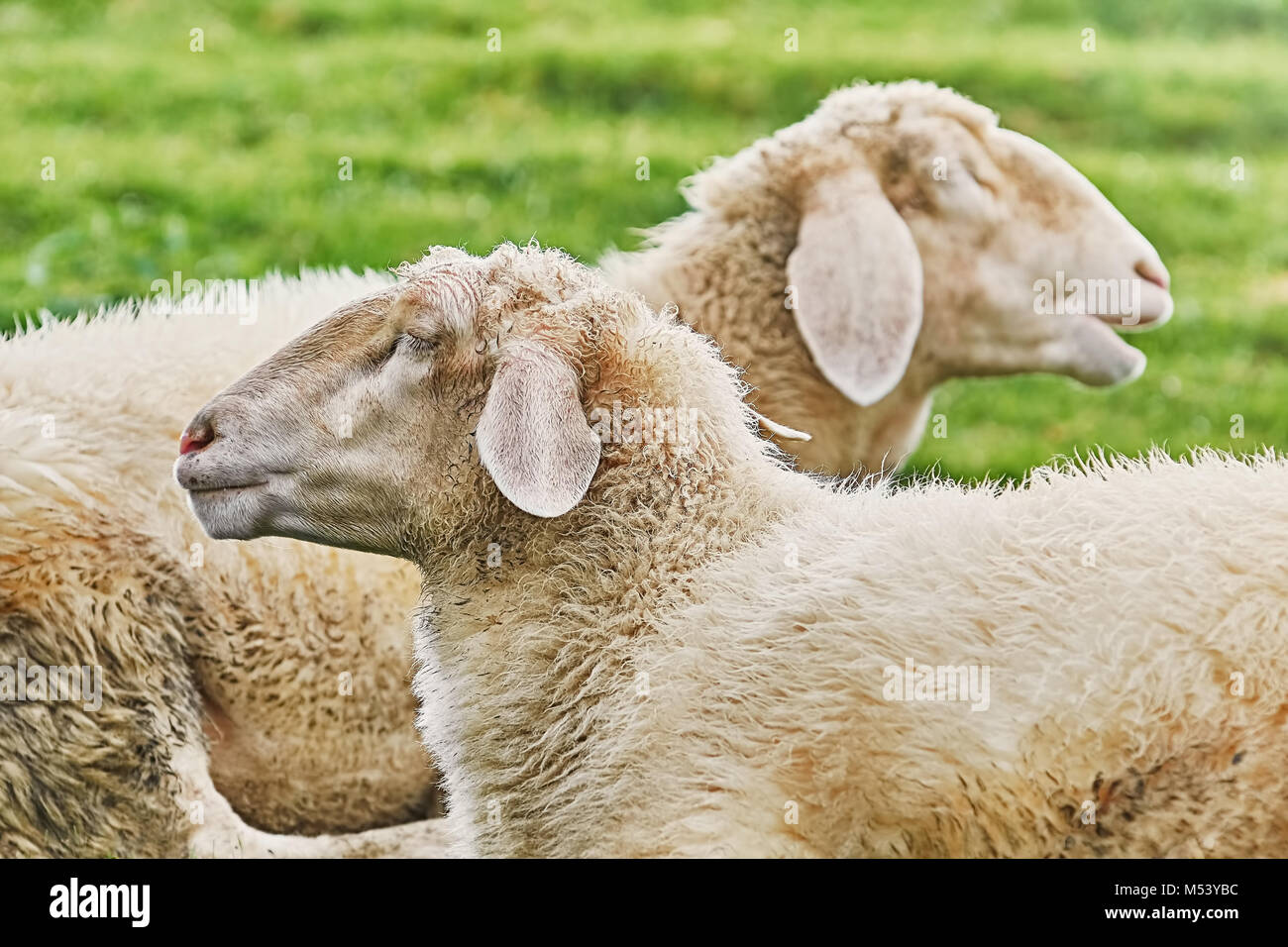 Sheeps on the Grass Stock Photo - Alamy