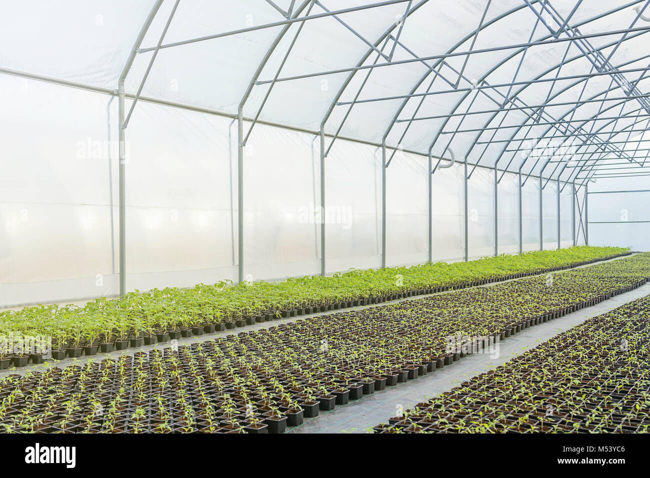 Young plants growing in a greenhouse Stock Photo - Alamy