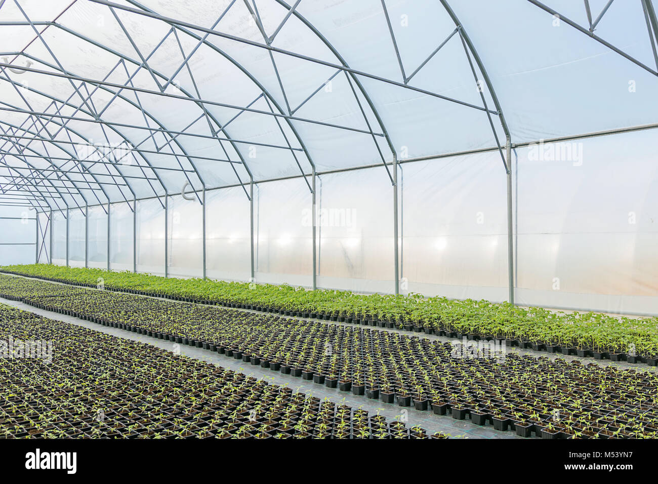 Young plants growing in a greenhouse Stock Photo - Alamy