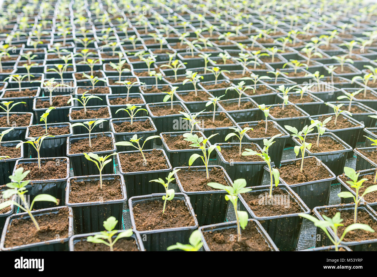 Baby plants growing inside of pots greenhouse nursery Stock Photo - Alamy