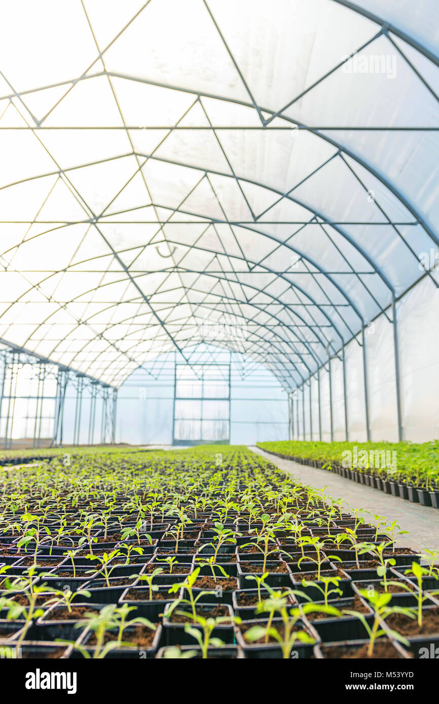 Rows of Potted Seedlings in Greenhouse Stock Photo - Alamy