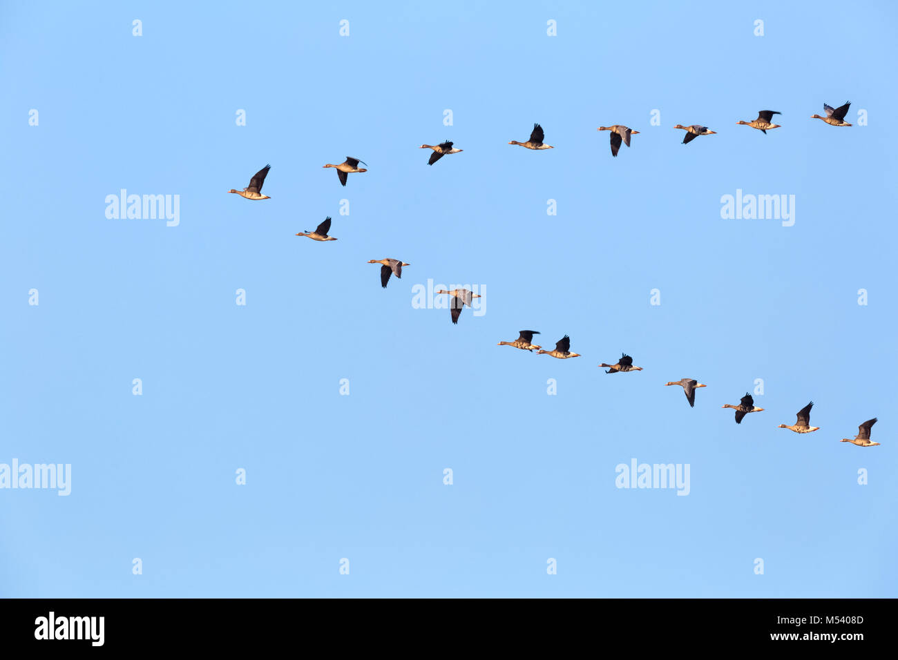 flock of wild geese flying Stock Photo