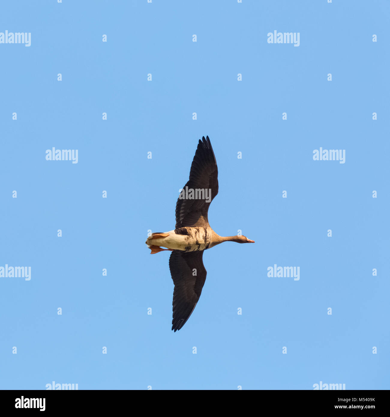 wild goose flying Stock Photo