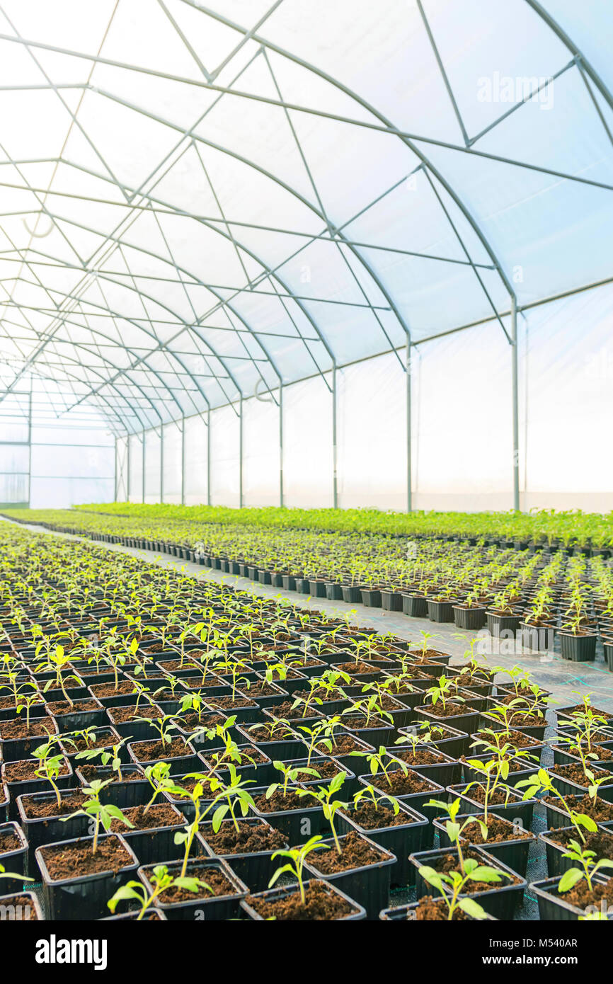 Rows of Potted Seedlings in Greenhouse Stock Photo - Alamy