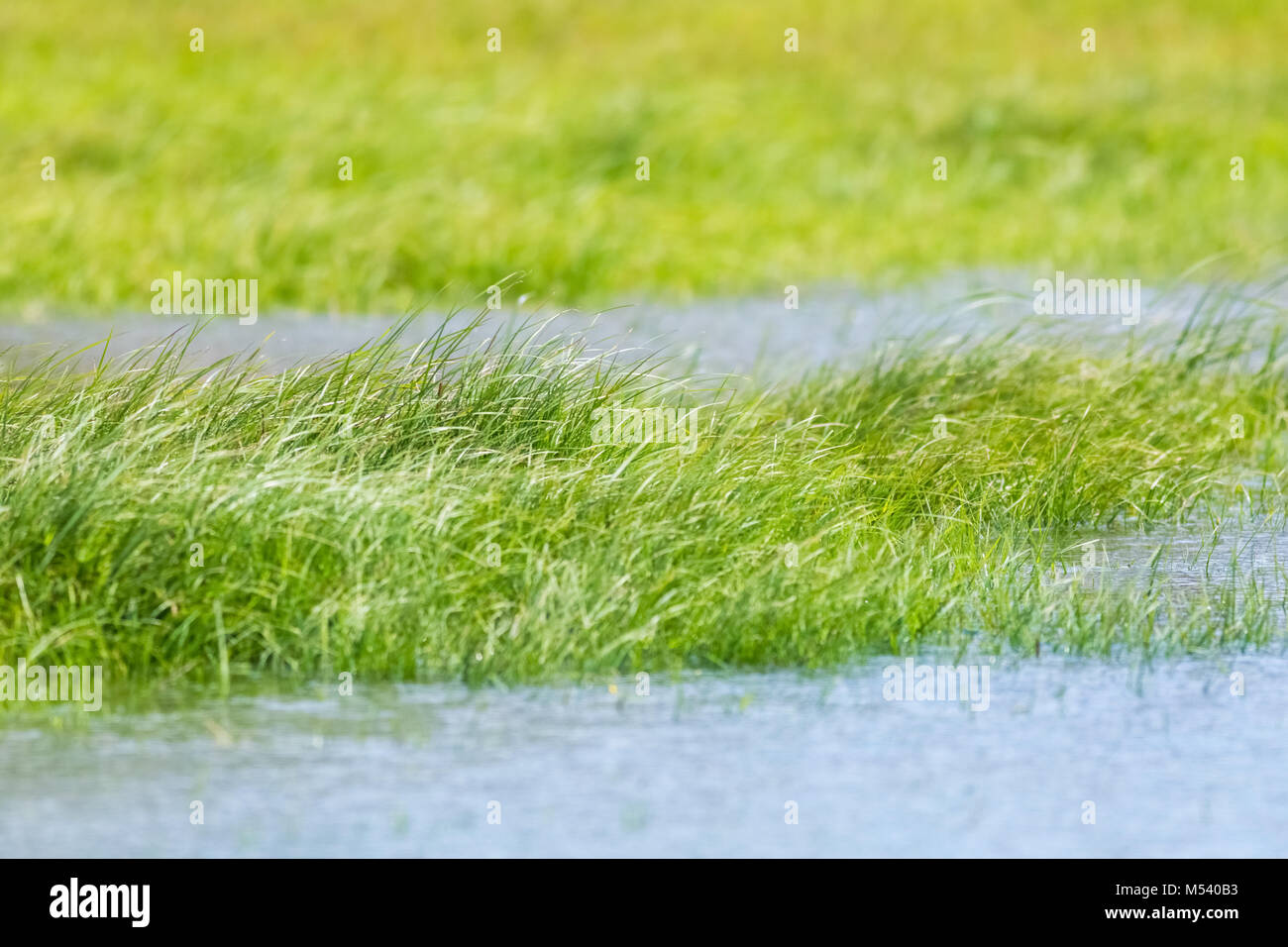 grass beauty in lake Stock Photo