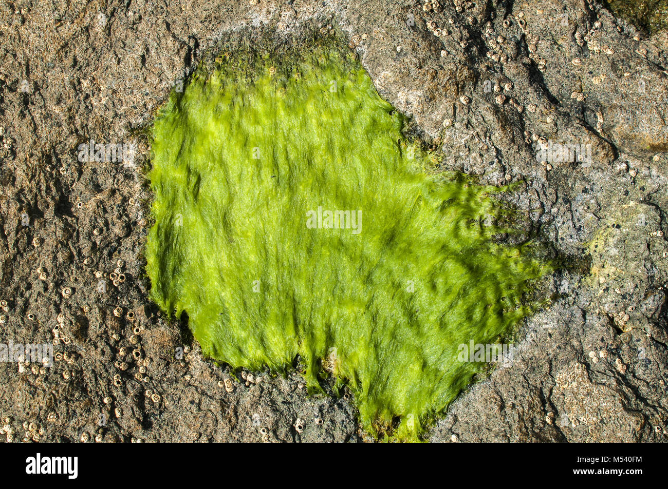 Rock surface with green algae Stock Photo