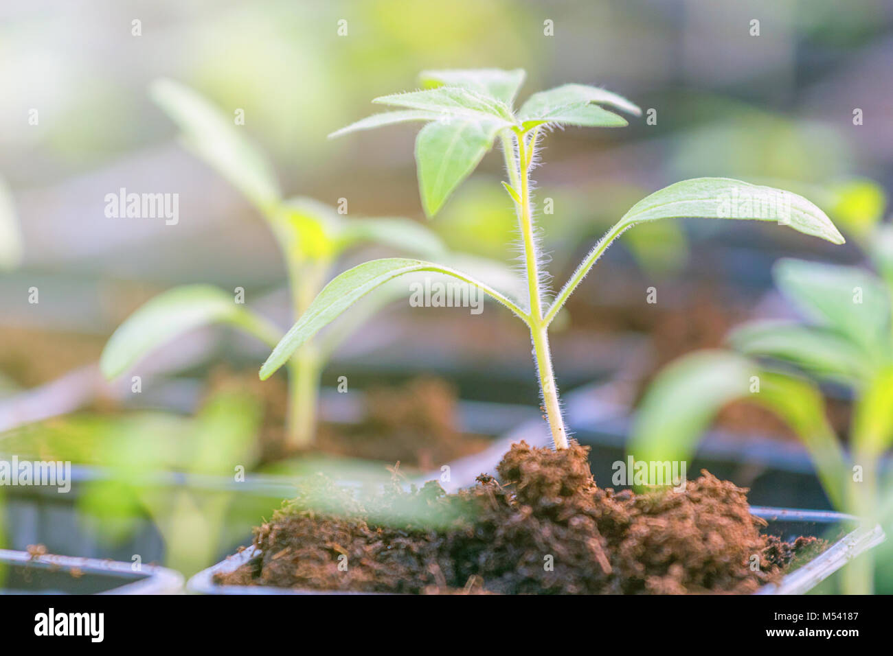 Tomato seedlings in a greenhouse. Stock Photo