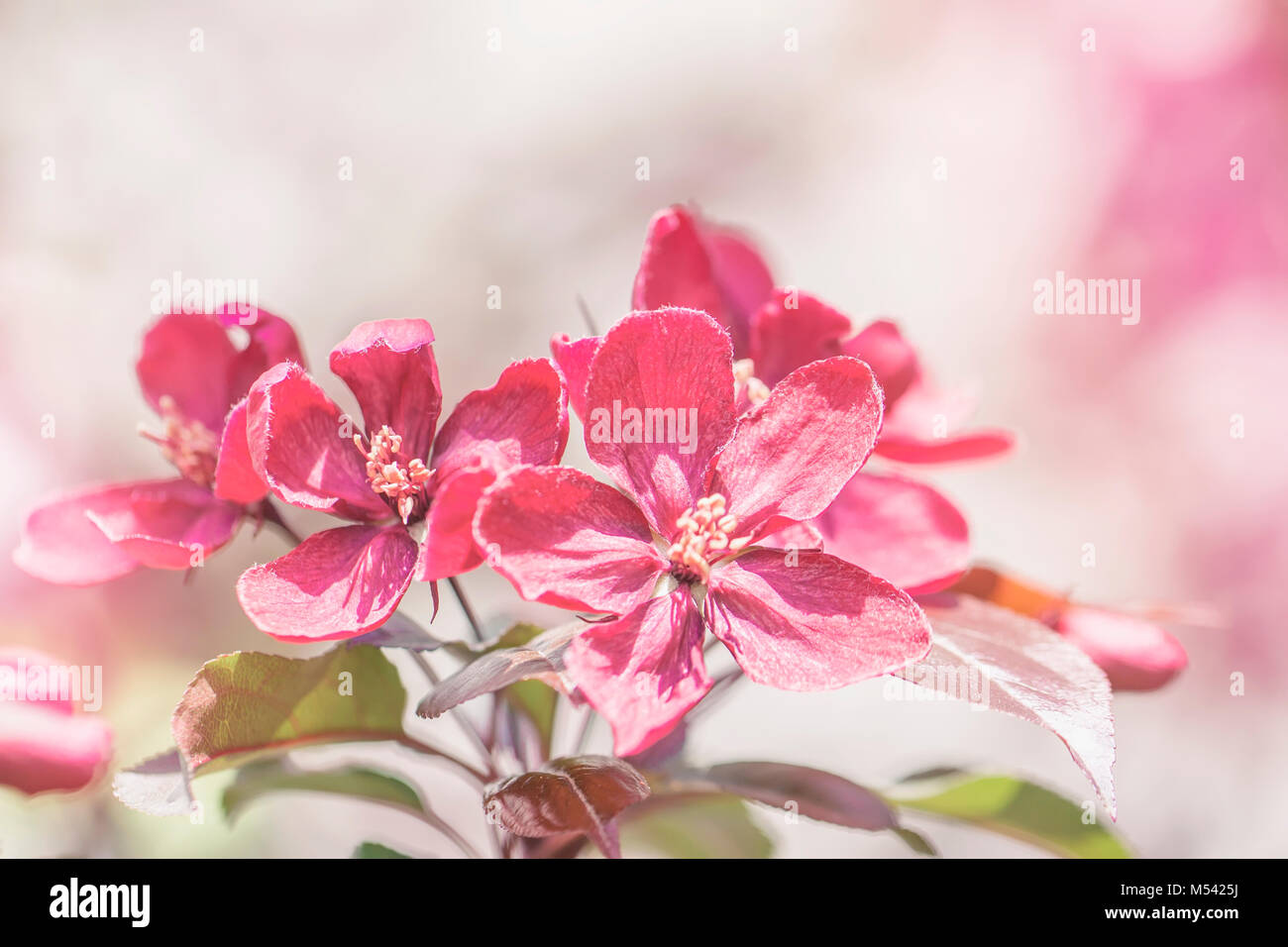 Spring flowering wild apples in the garden. Pollination of flowers of