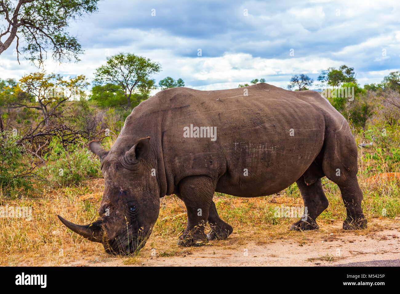 Huge rhino peacefully nibbling the grass Stock Photo